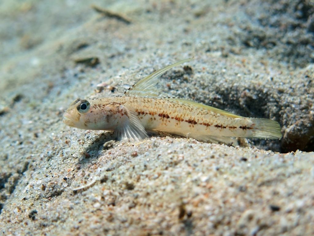 Gobius roulei dalla Sardegna
